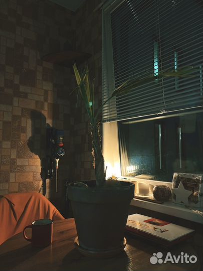 Пальма вашингтония