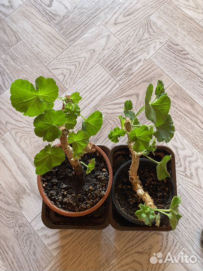 Крассула мани мейкер вар мерлизон 2 династия даджи