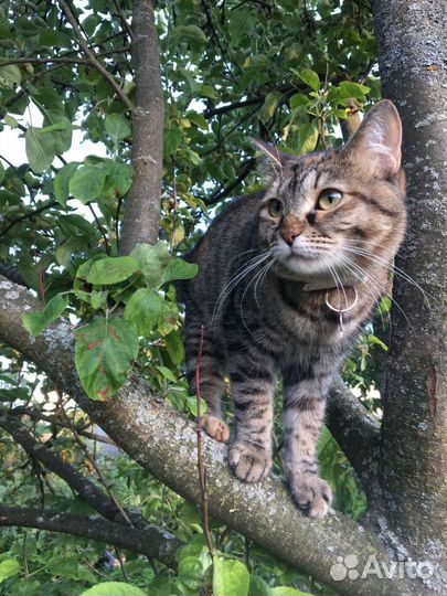 Кошки в добрые руки