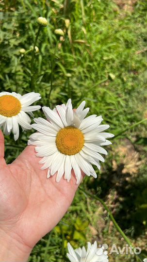 Ромашка многолетняя