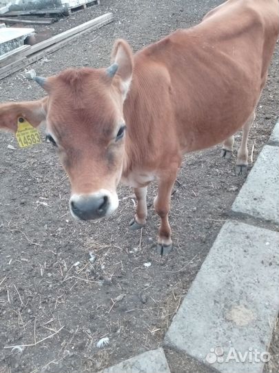 Телочка джерси