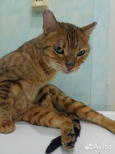 Бенгальская кошка бесплатно