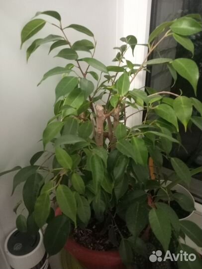 Фикус бенджамина