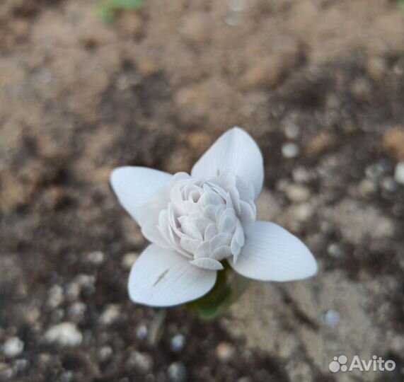 Сангвинария махровая