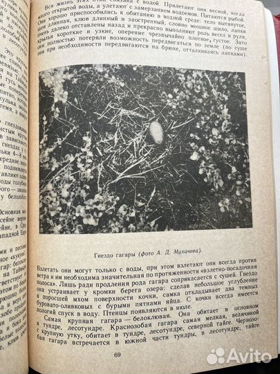 Край мой, многоликий