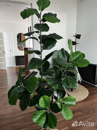 Искусственное дерево Фикус Лирата