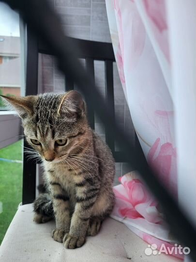 Котенок девочка бесплатно