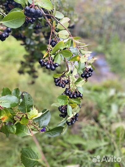 Черноплодная рябина ягоды