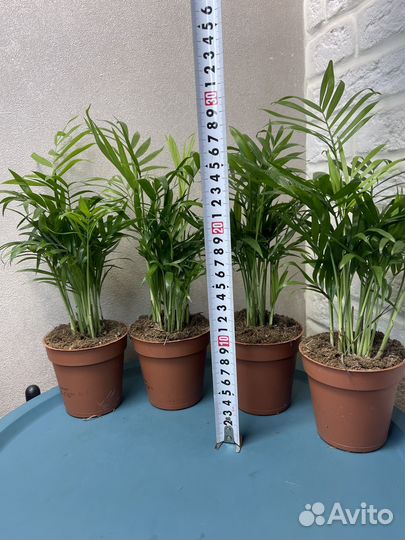 Пальма хамедорея комнатные цветы