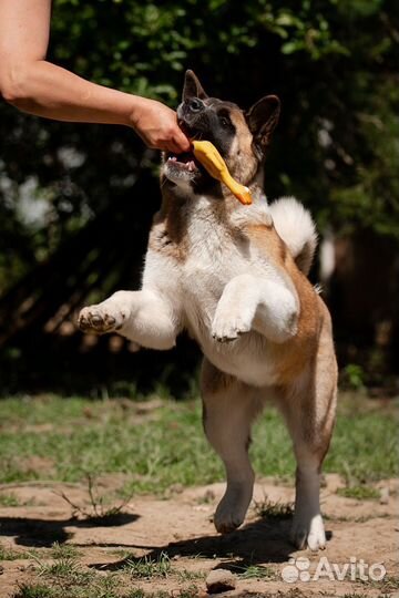 Щенки американской акиты