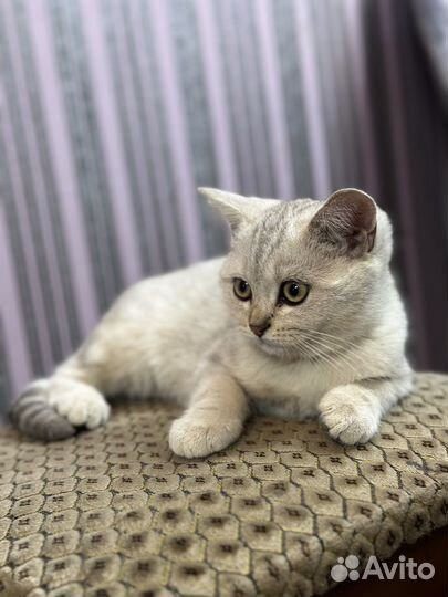 Котята шотландской шиншилы