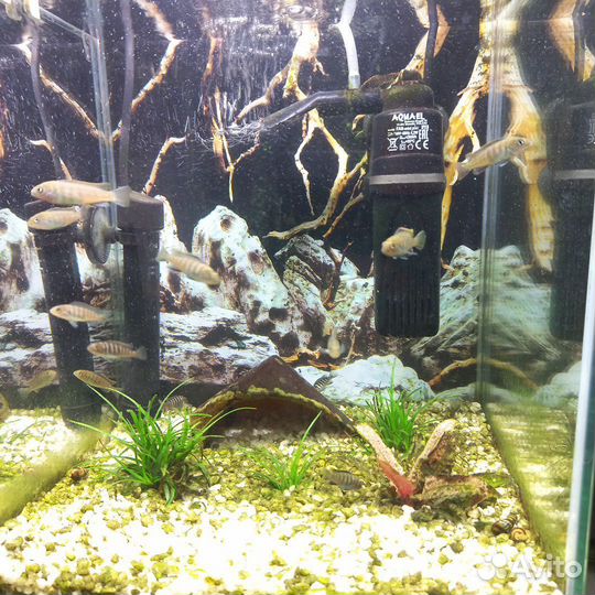 Малавийские цихлиды