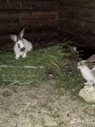 Кролики и крольчата