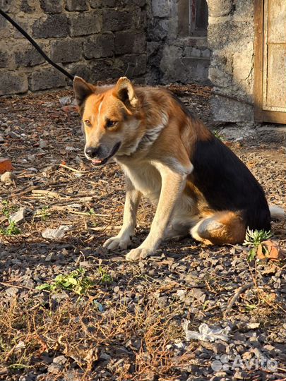 Отдадим настоящего красавца в заботливые руки