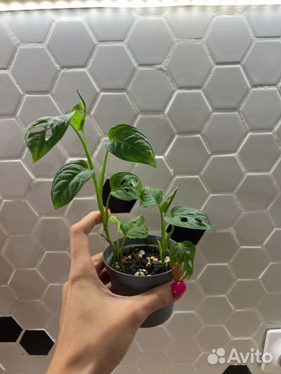 Монстера манки