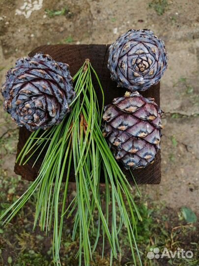 Кедр Сибирский 1,8-3,5 метра