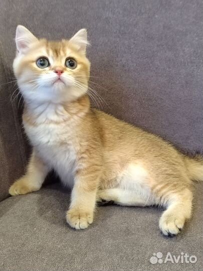 Золотой британский мальчик