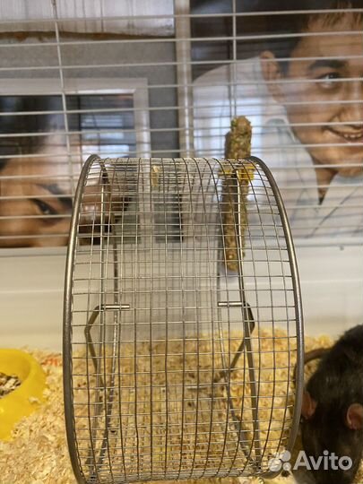 Колесо для грызунов