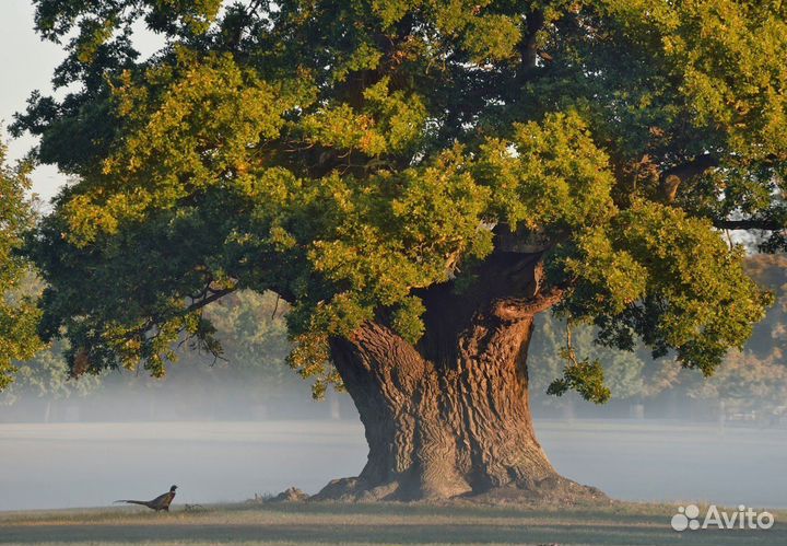 Спил деревьев, обрезка