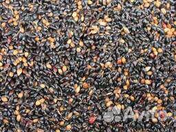 Семена суданки