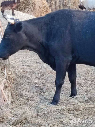 Корова стельная дойная