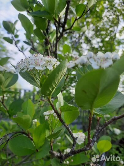 Рябина черноплодная (арония)