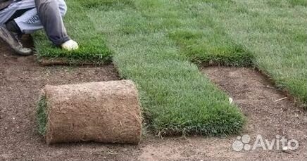 Продажа Рулонного газона