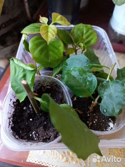 Бугенвиллия черенки