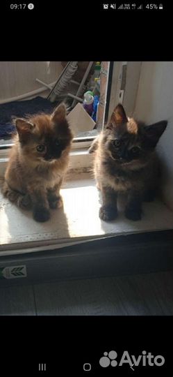 Котята новая порода