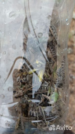 Саранча для сома