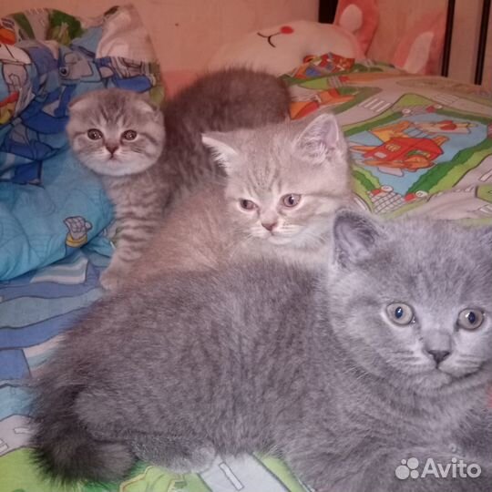 Британские котята