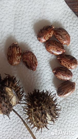 Клещевина(пальма)