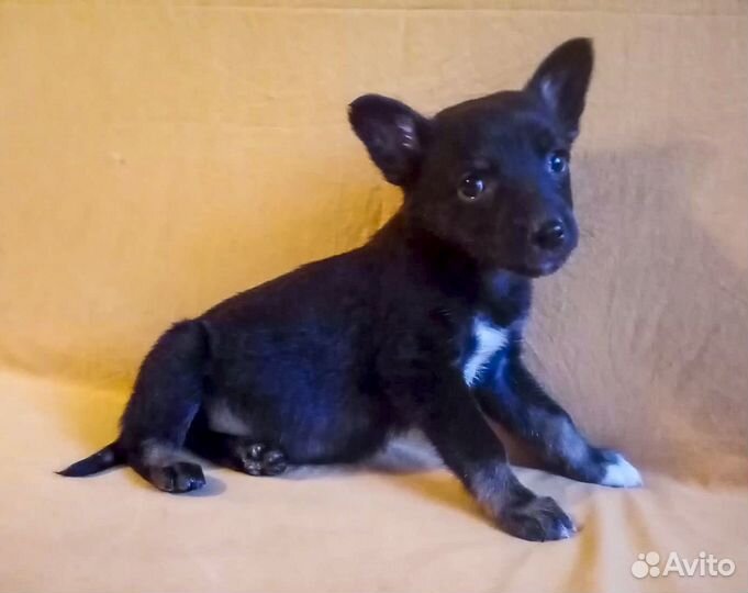 Привитая Джесси - щенок-девочка в дар