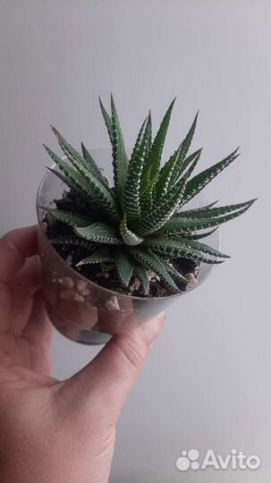 Комнатные растения цветы