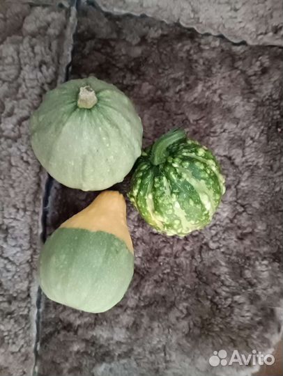 Тыква декоративная