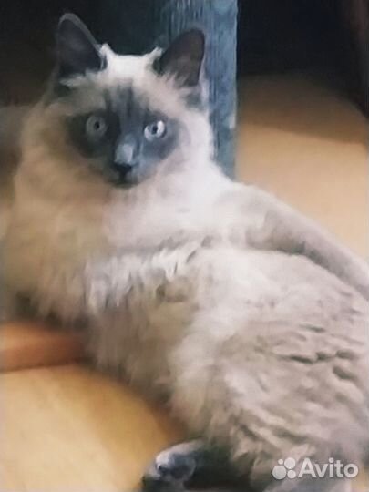 Продам кошку