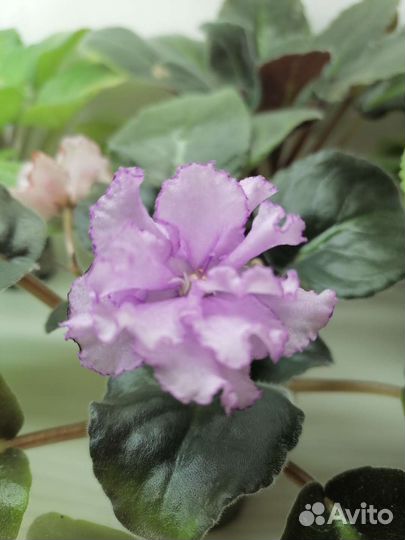 Фиалки, Глоксинии