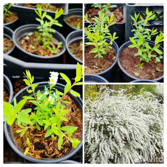 Многолетники для сада