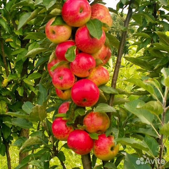 Доставка саженцев плодовых деревьев и др
