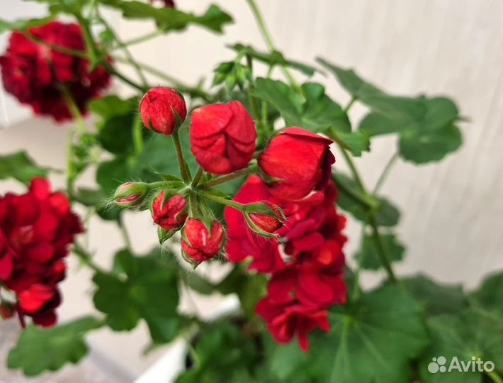 Пеларгония розебудная PAC Kate