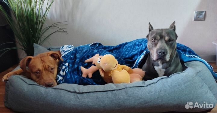 Няня для собак