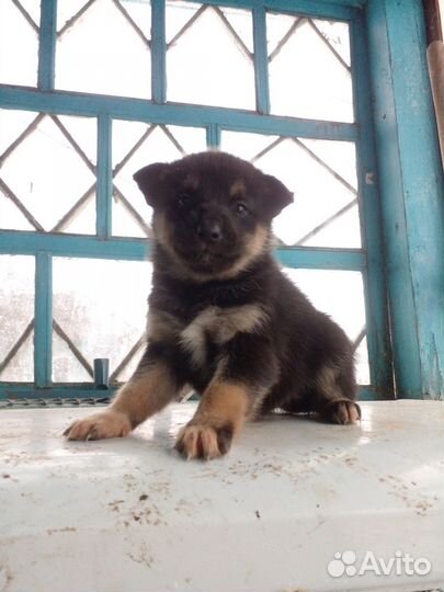 Собака Хаски