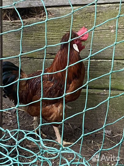 Красивенный петух