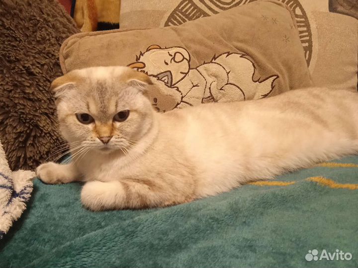 Котята шотландские прямоухие и вислоухий