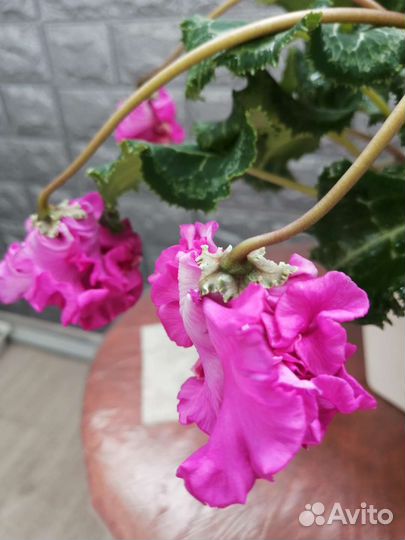 Цикламен махровый