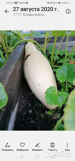 Семена тыквы