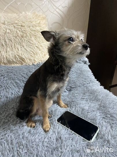 Груминг йоркширских терьеров