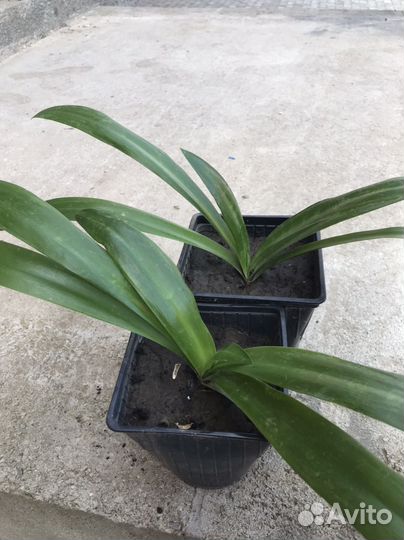 Гименокаллис