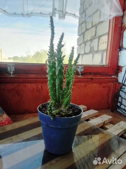 Панданус(винтовая пальма), Опунция и др