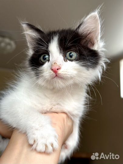 Котята в добрые руки бесплатно